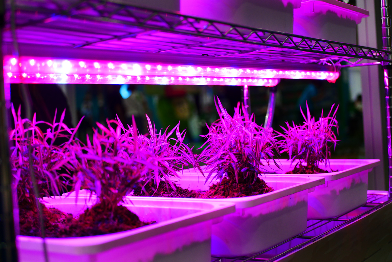 What You Need To Know About LED Grow Lights - What You Need To Know ...